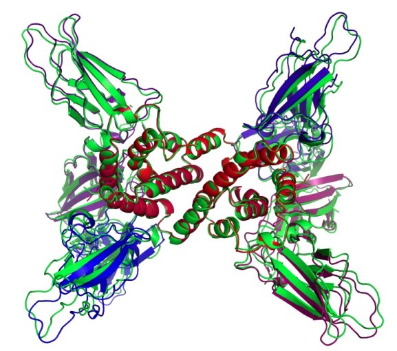 AlphaFold-multimer visualization